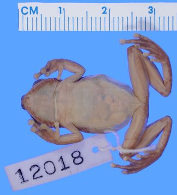 Media type: image; Herpetology A-12018